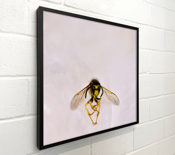 White Winged Wasp