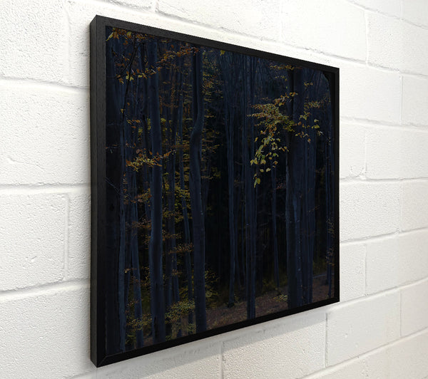 Blue Forest Glimpse