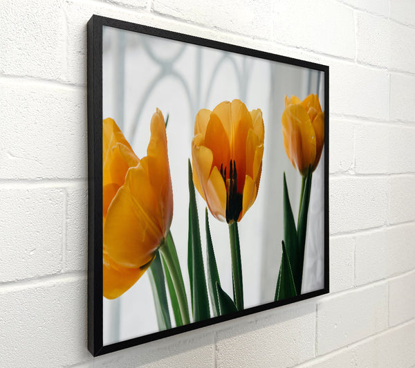 Golden Tulip Blooms
