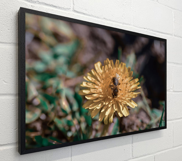 Golden Dandelion Bloom