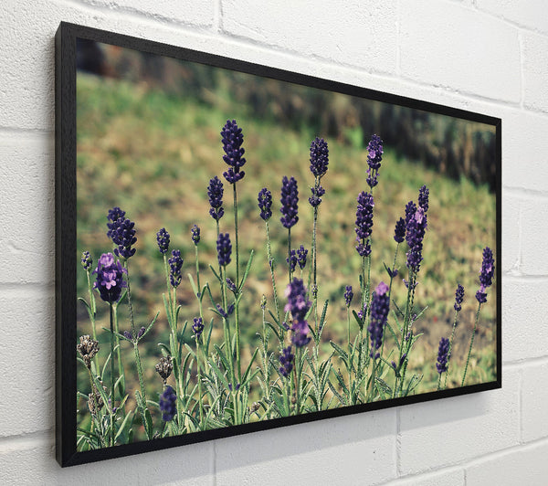 Purple Lavender Field
