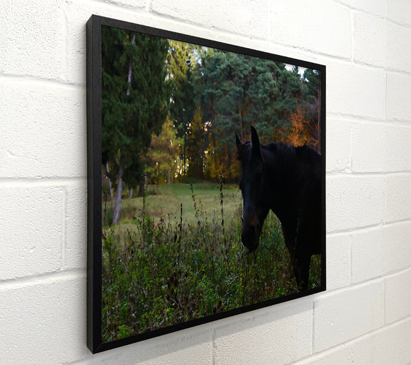 Black Horse In The Woods