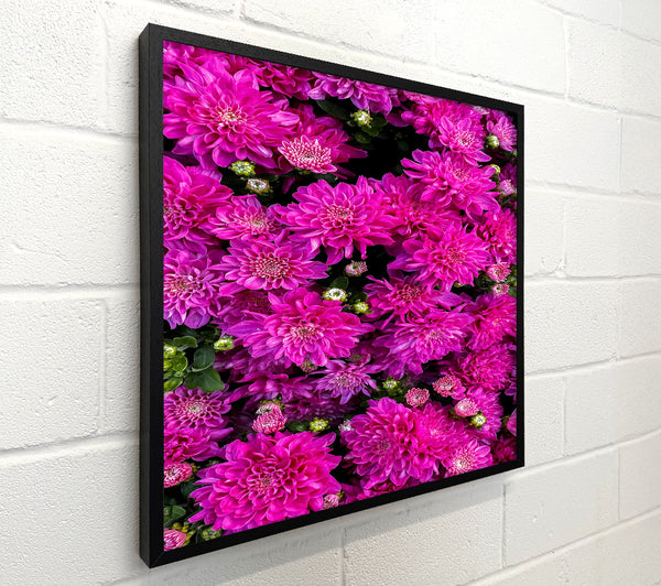 Fuchsia Flower Frenzy