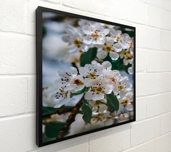 White Blooms In Springtime