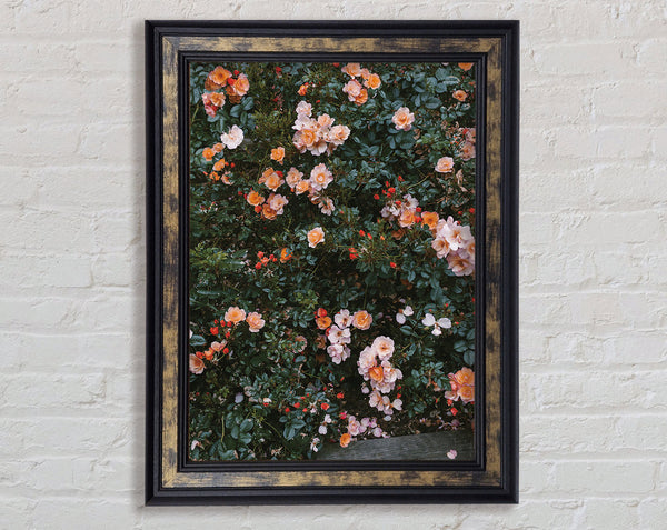 Flower Bush Framed Print