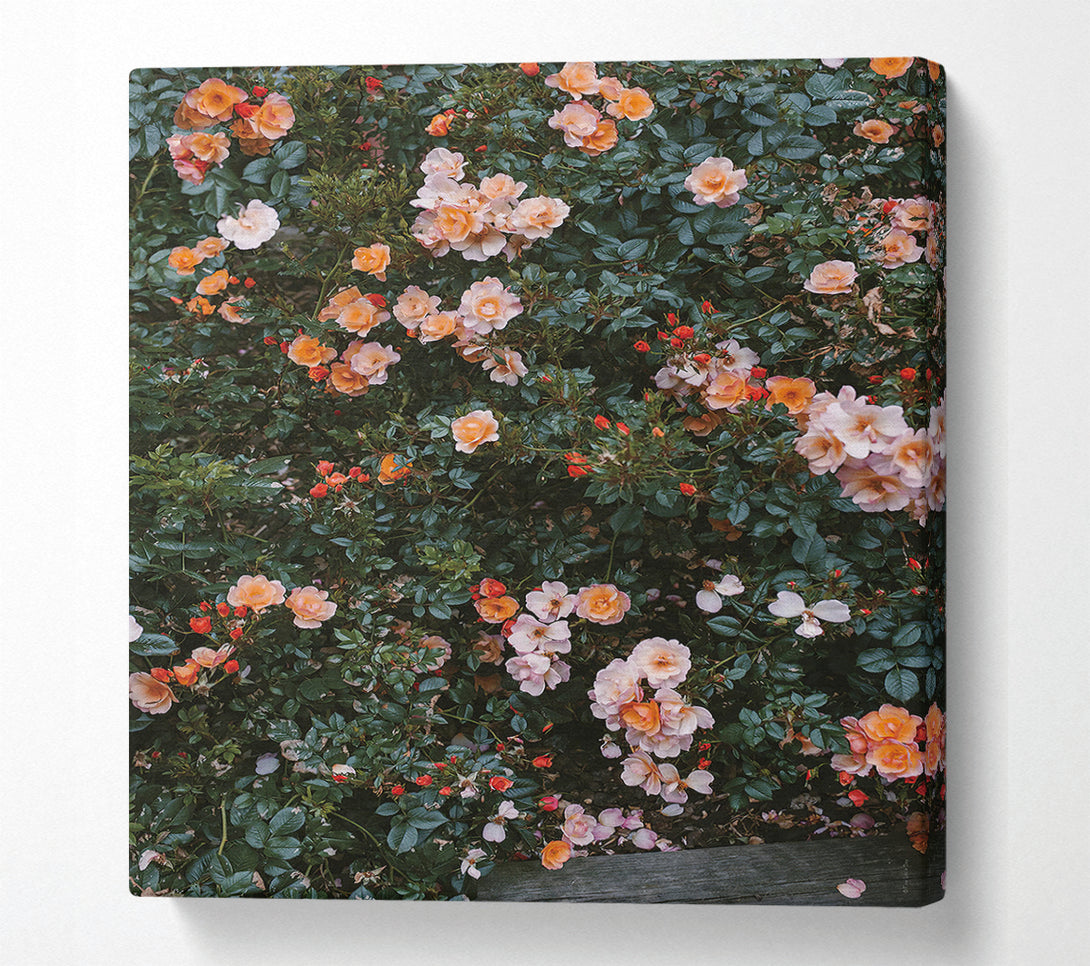  A Canvas Print of Flower Bush Canvas Print