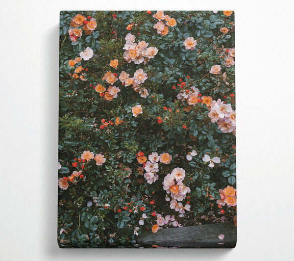  A Canvas Print of Flower Bush Canvas Print