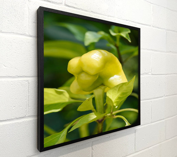 Yellow Pepper Bloom