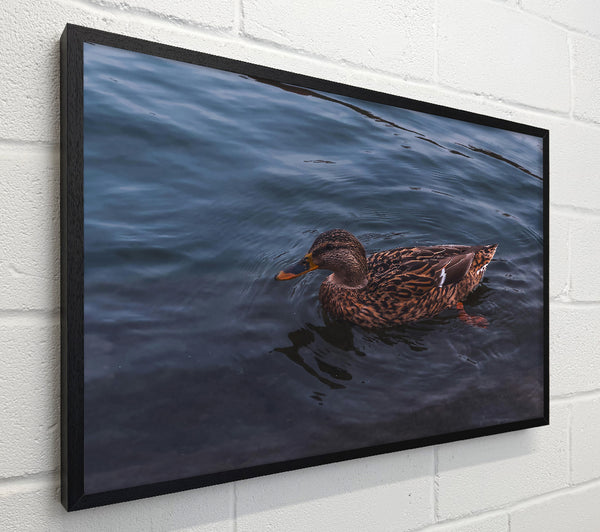 Blue Water Duck