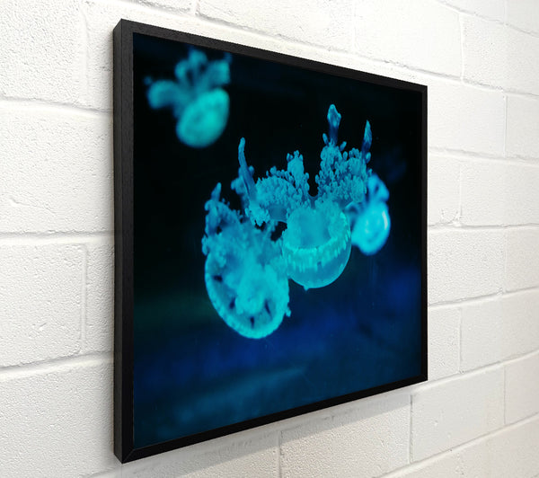 Aqua Jellyfish Dance