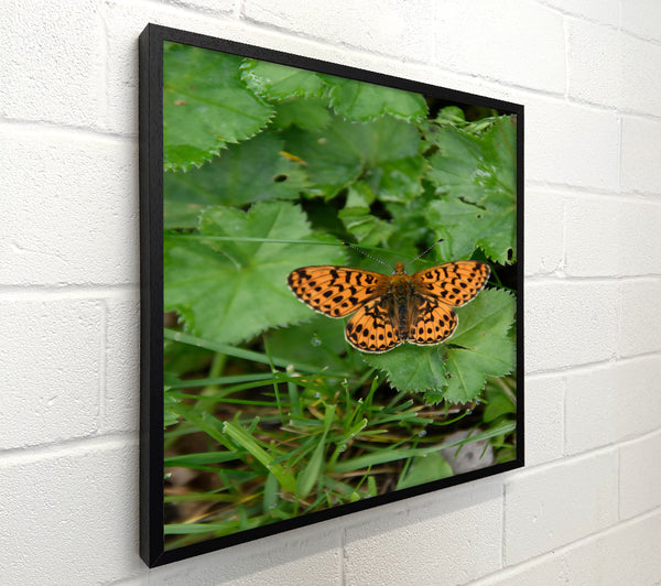 Orange Spotted Butterfly