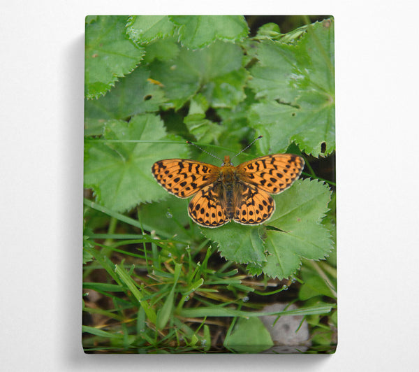 Orange Spotted Butterfly