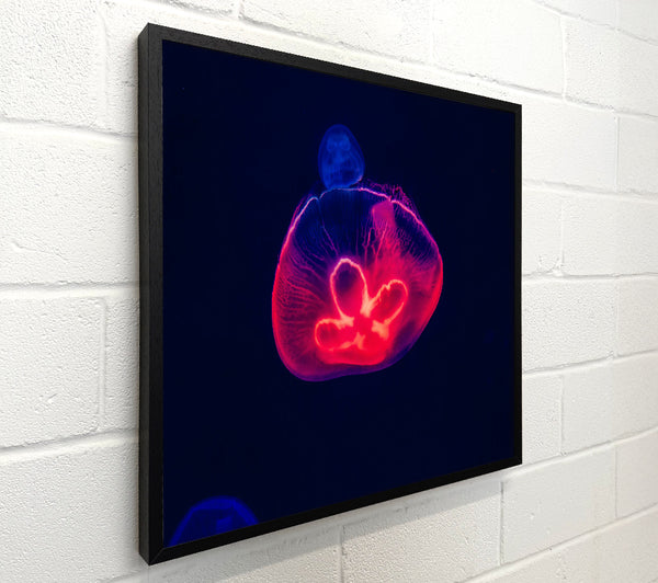 Crimson Jellyfish Glow