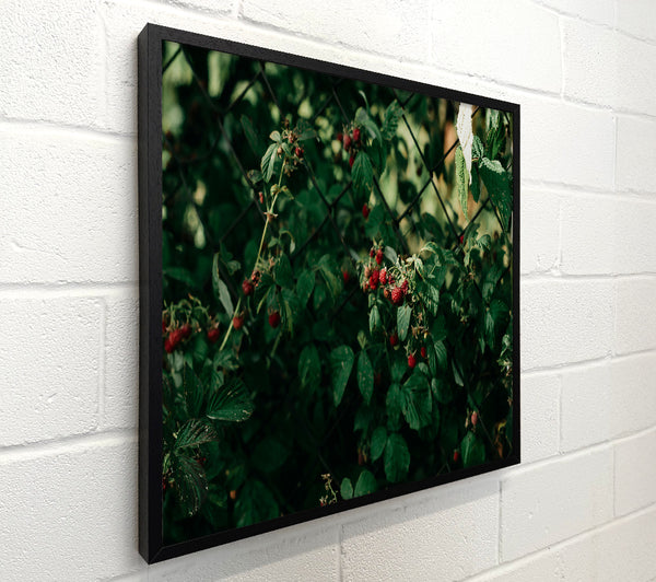 Green And Red Raspberries