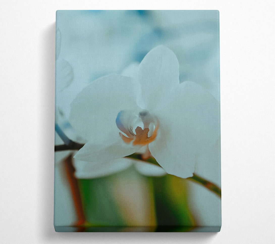  A Canvas Print of White Orchid Bloom Canvas Print