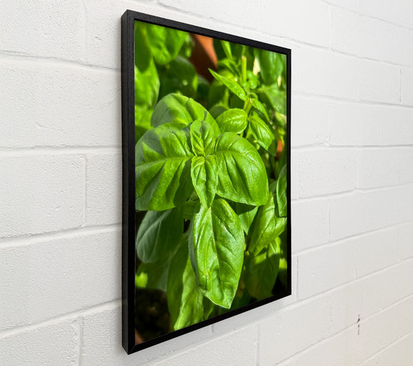 Emerald Green Basil