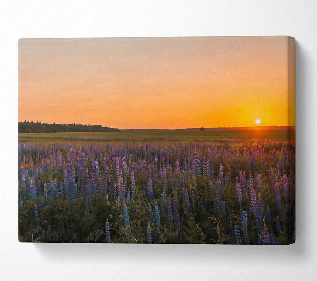  A Canvas Print of Golden Sunset Blooms Canvas Wall Art
