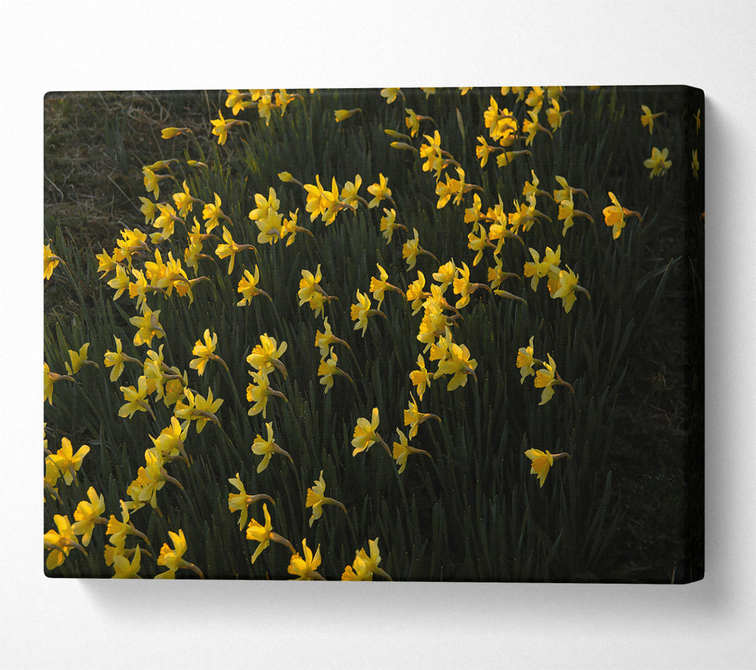  A Canvas Print of Golden Field Of Daffodils Canvas Art