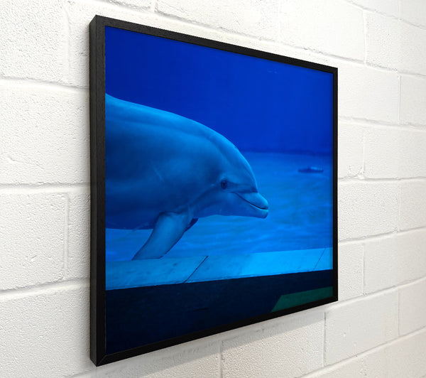 Azure Dolphin Dive