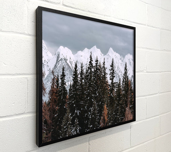 White Peaks Through Pines