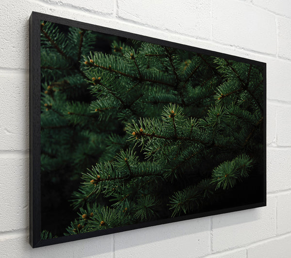 Emerald Evergreen Embrace
