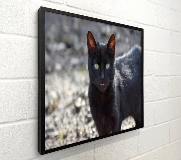 Black Feline Gaze