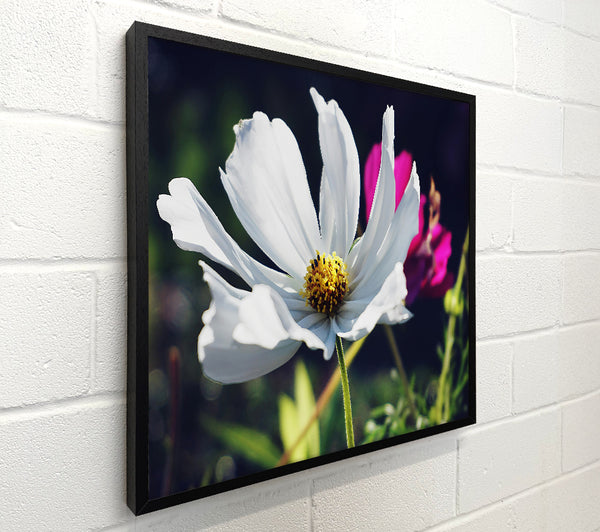 White Flower In Bloom