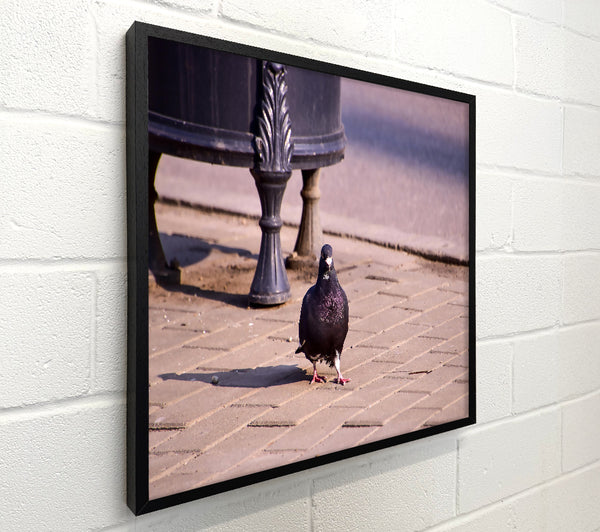 Black Pigeon On Pavement