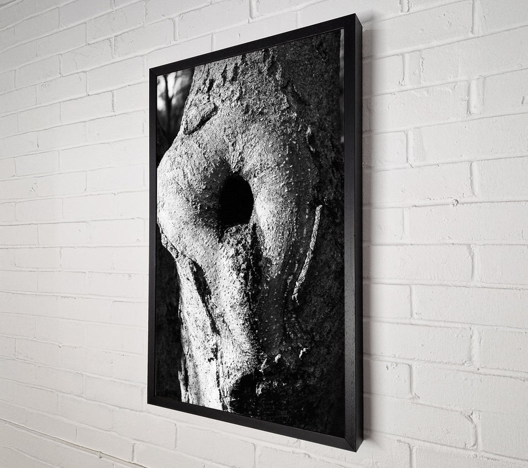  A Canvas Print of White Bark, Black Eye Canvas Wall Art