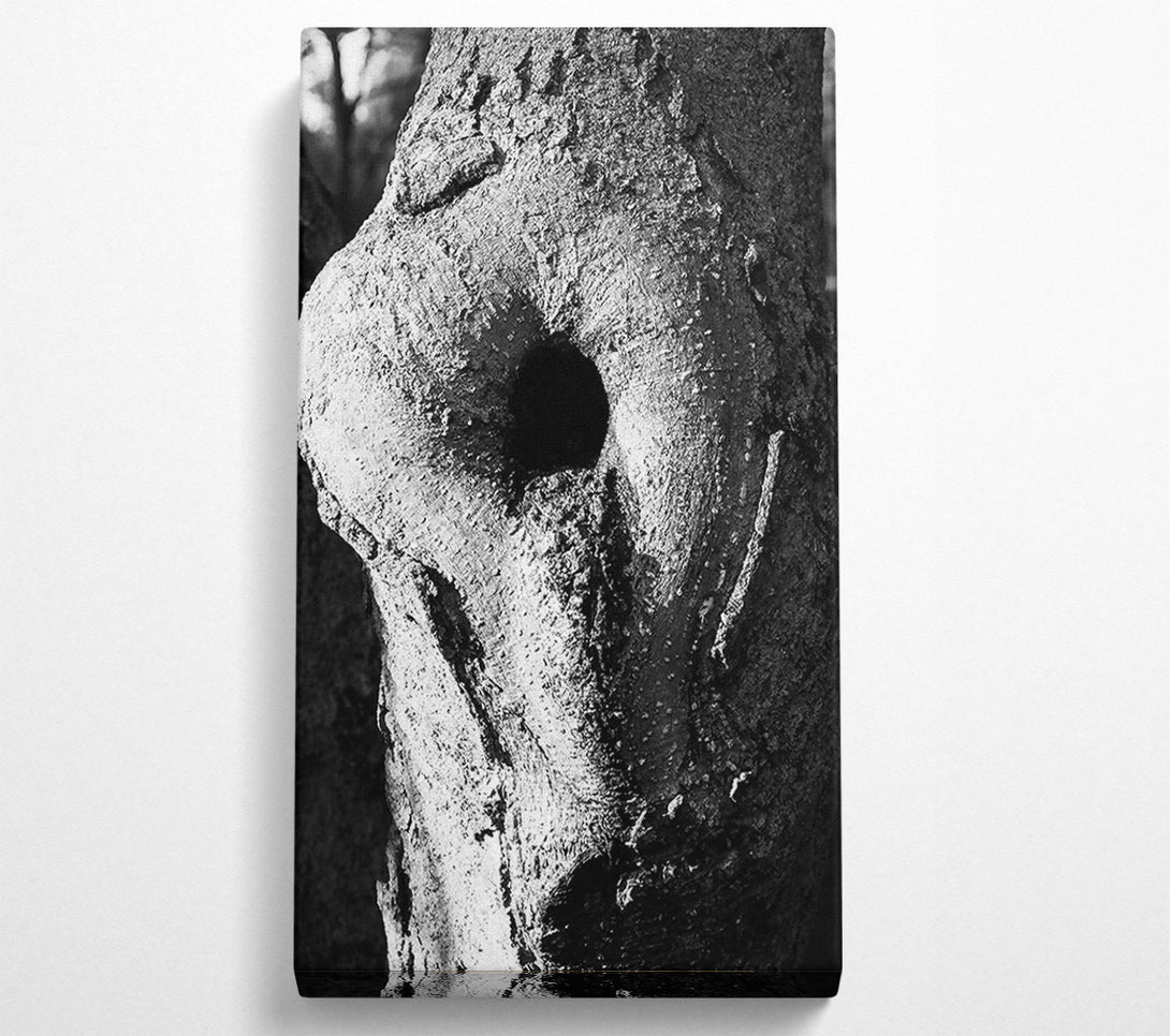  A Canvas Print of White Bark, Black Eye Canvas Wall Art