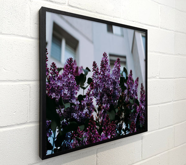 Purple Blooms Against Grey