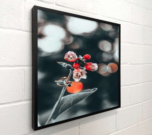 Red Bloom In Focus