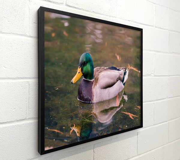 Emerald Waterfowl Reflection