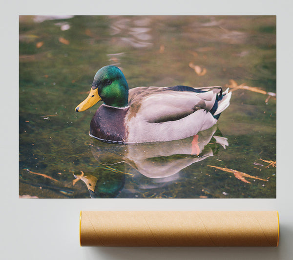 Emerald Waterfowl Reflection Giclee Print