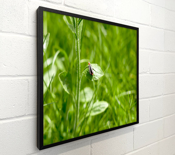 Green Leaf Beetle