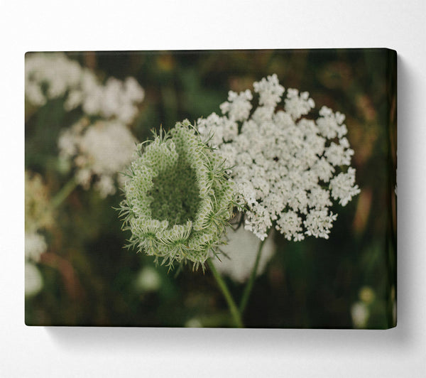 Green Lace Bloom
