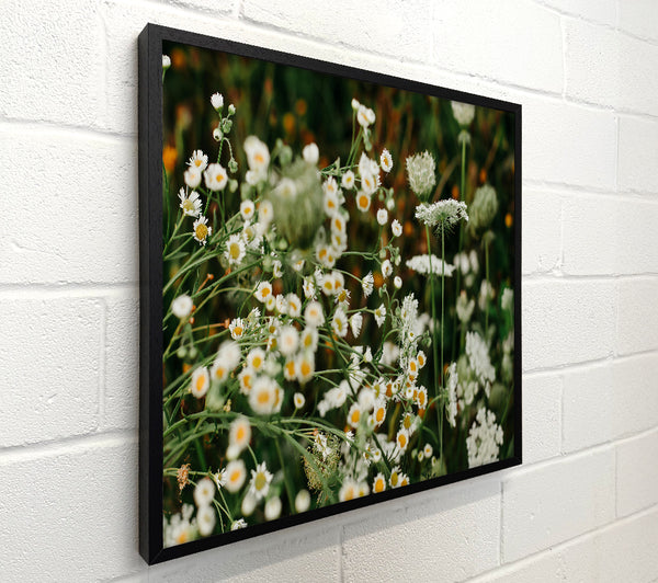 White Wildflowers In Bloom