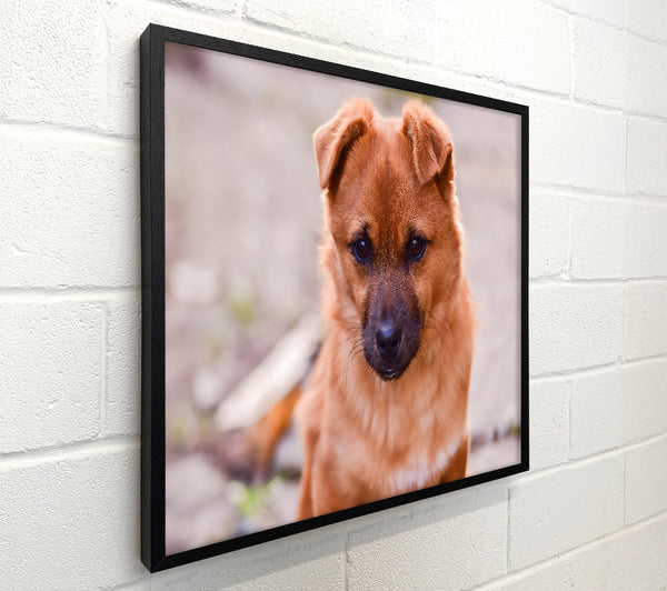Copper Pup'S Gaze