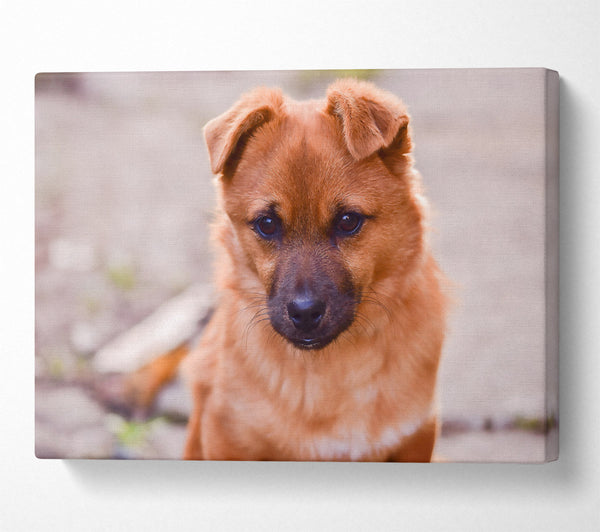  A Canvas Print of Copper Pup'S Gaze Canvas Wall Art