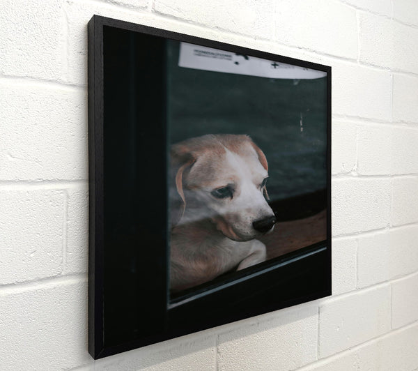 White Dog Through Glass