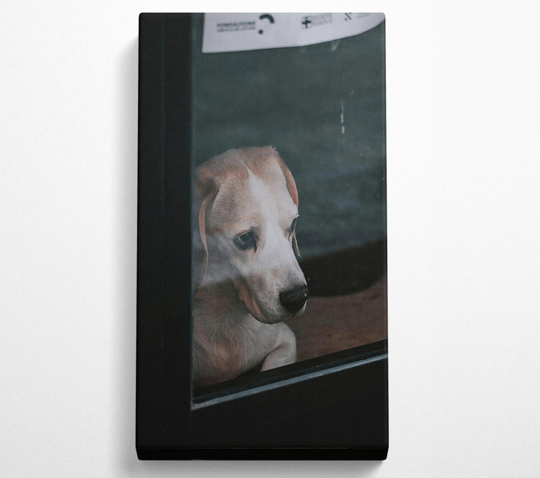  A Canvas Print of White Dog Through Glass Canvas Print