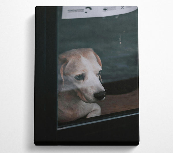  A Canvas Print of White Dog Through Glass Canvas Print