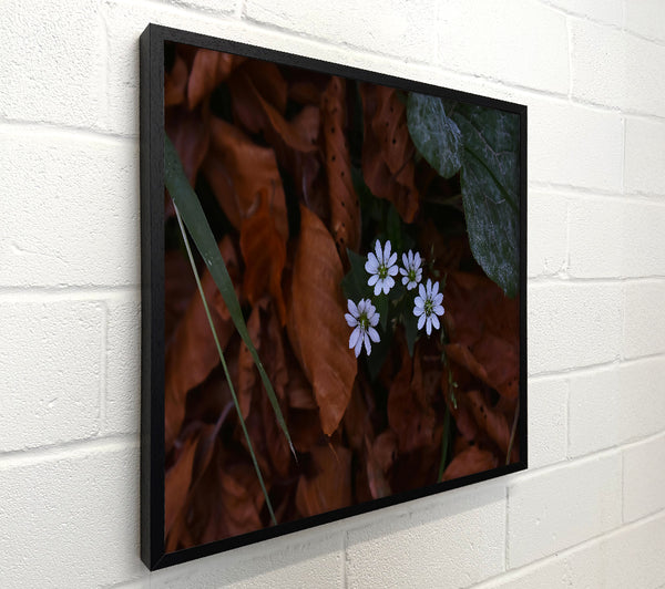 Brown And White Blooms