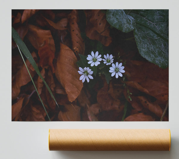 Brown And White Blooms Print