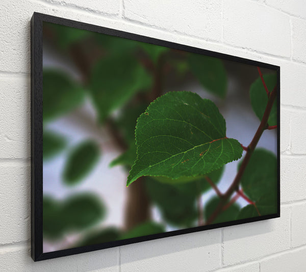 Emerald Leaf Veins