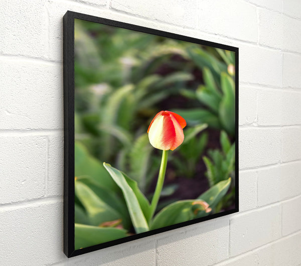 Orange Budding Tulip