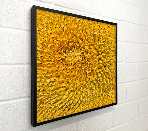 Golden Sunflower Seeds