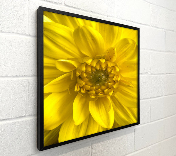 Golden Petals Embrace