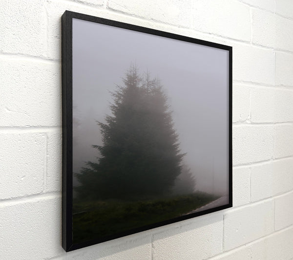 Gray Fog And Pines