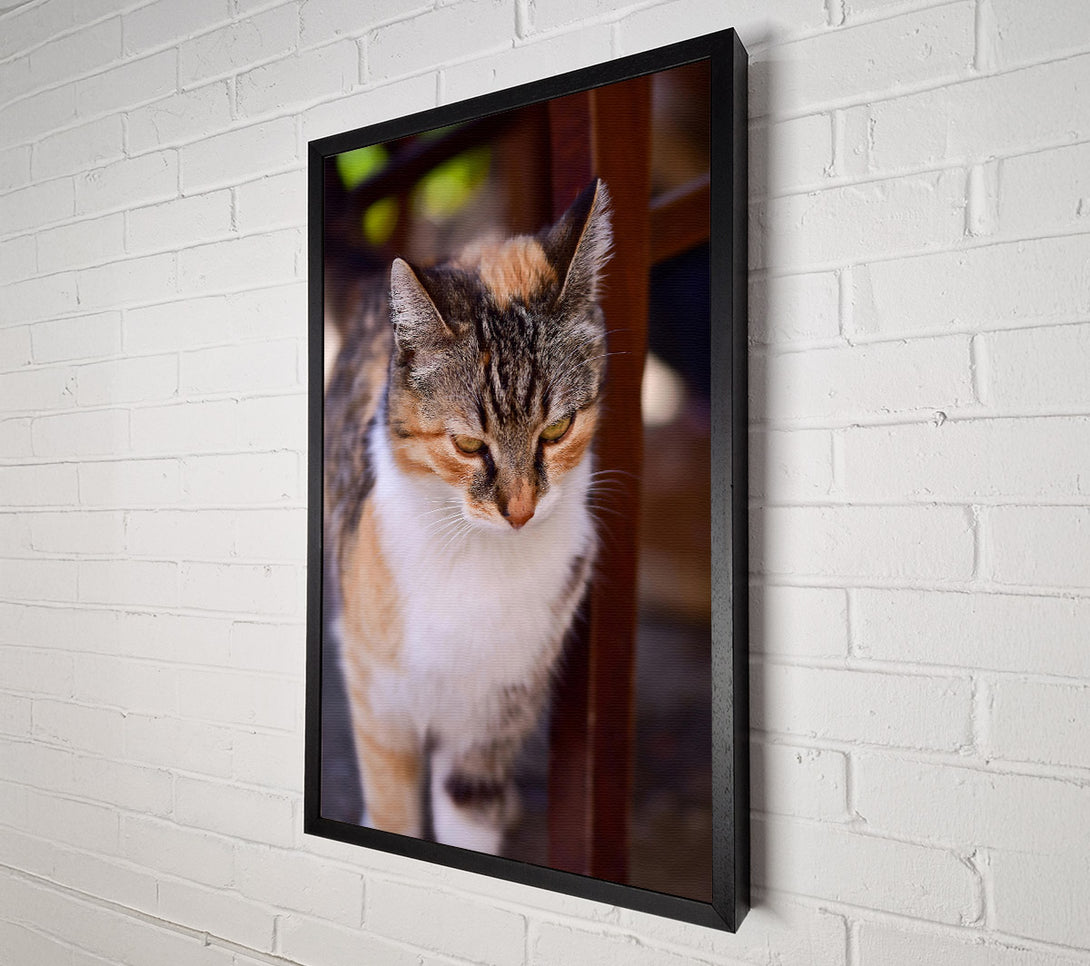  A Canvas Print of Golden Feline Gaze Canvas Wall Art